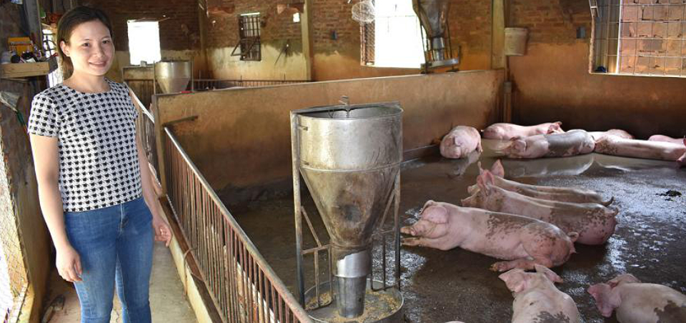 Pig Pens Power Solution to Climate Change in Viet Nam