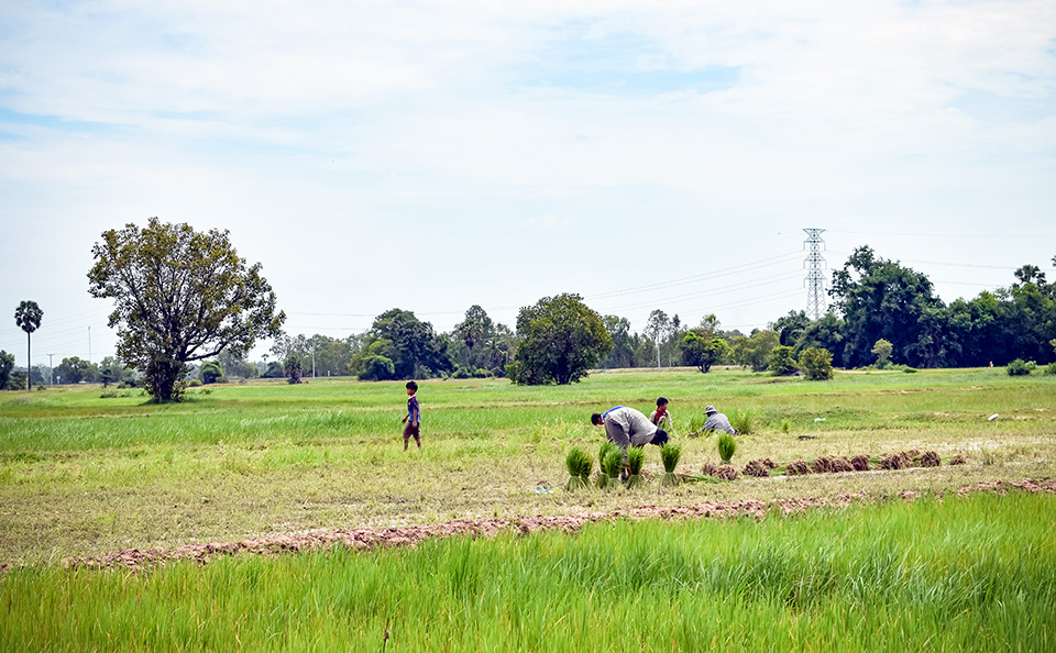 Droughts and water scarcity due to climate change are affecting the productivity of farms in rural Cambodia. Photo: UN Environment and UN Women/Prashanthi Subramaniam