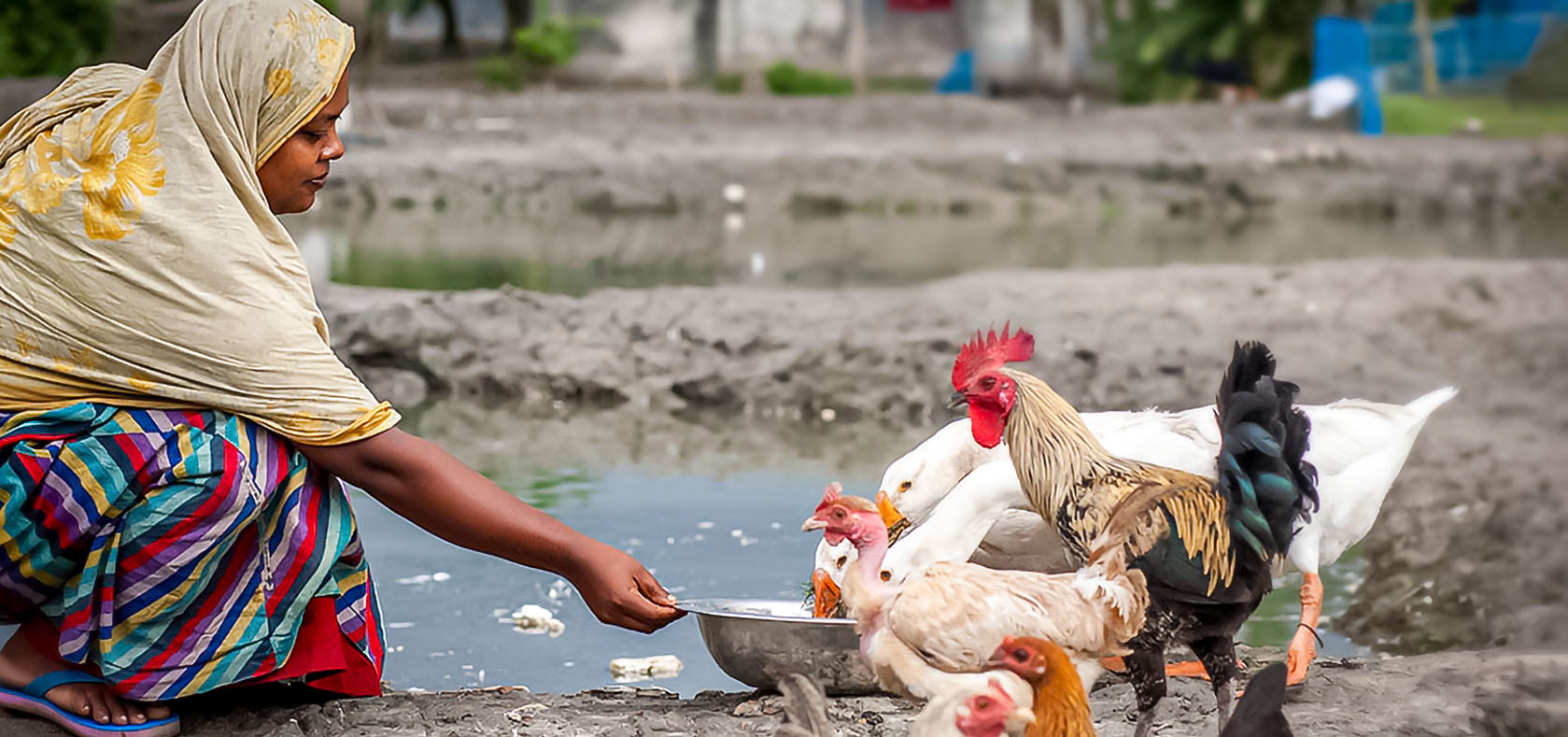 A Bengali woman is sitting and feeding her chickens