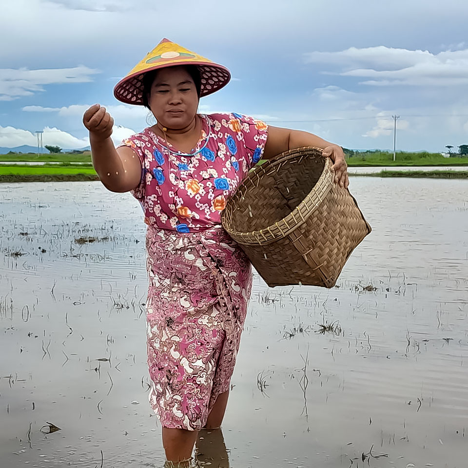 Female-headed rural households face structural barriers which limit their resilience to shocks and equal participation in food systems and markets. Daw Zin Ma from Mon State is one of 39 per cent of female-headed households in Myanmar without access to land. Photo: FAO/Ohn Mar Khaing