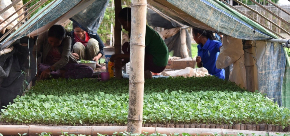 Vegetable gardens bring veritable gains for women in climate-struck Cambodia