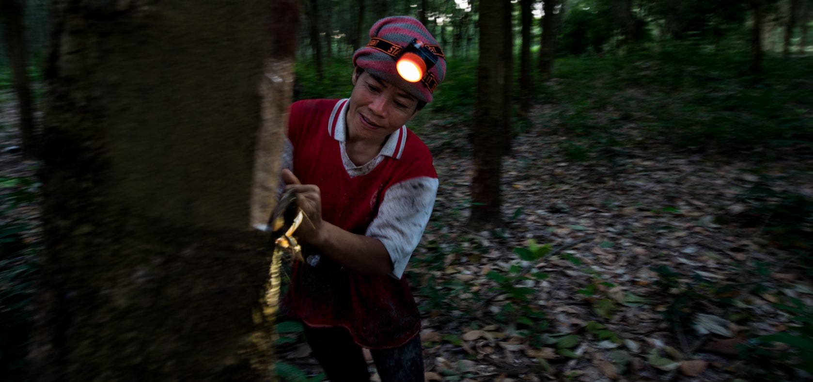 A Lao worker scratches a rubber tree to get the sap. The work starts around midnight as the lower temperature improves sap collection.