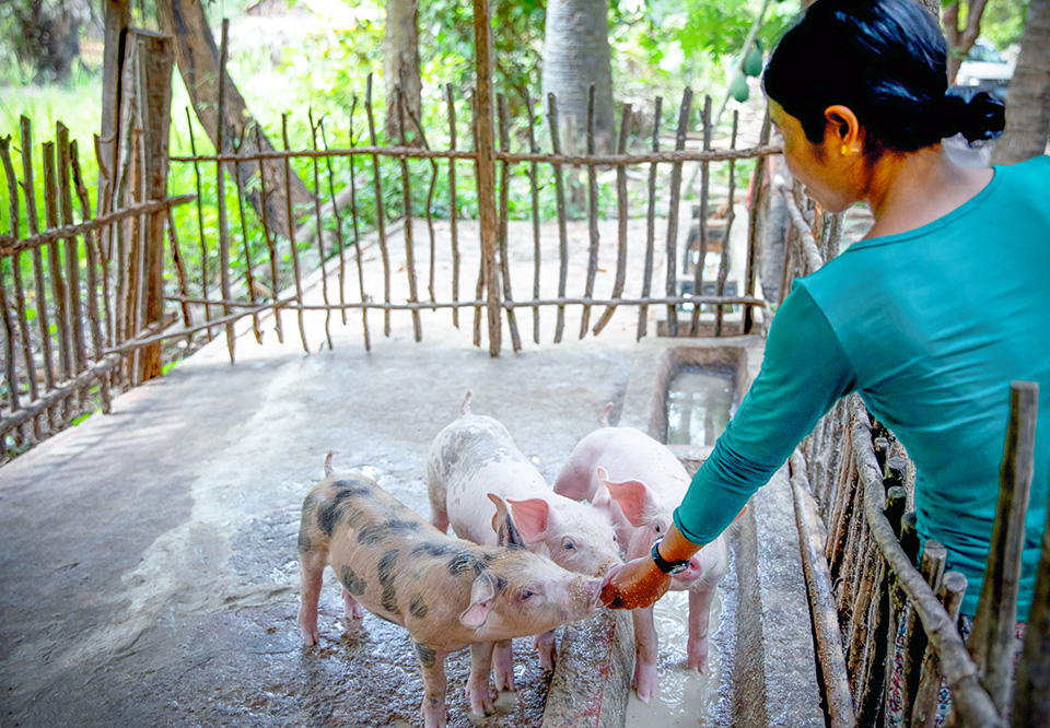 Kongkea, pictured feeding her piglets, hopes to soon expand her pig-rearing business. Photo: UN Women/Stefanie Simcox