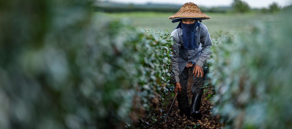 A worker tends a tea plantation in Chiang Rai, northern Thailand. Most migrant workers are from Viet Nam and Thailand's indigenous groups. Photo: UN Women/Pornvit Visitoran