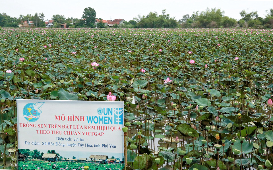 In September, the lotus fields supported by UN Women became the first lotus model in Phu Yen province to receive the VietGAP certificate. Photo: UN Women/Thao Hoang