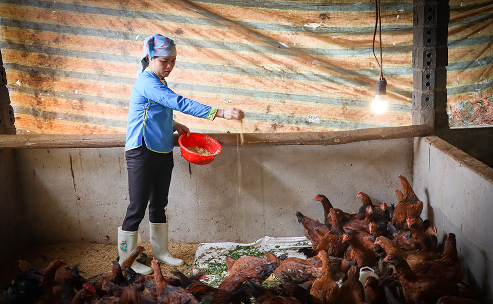 Nhung feeds her chickens in Quang Kim on 6 April 2021. Photo: UN Women/Thao Hoang