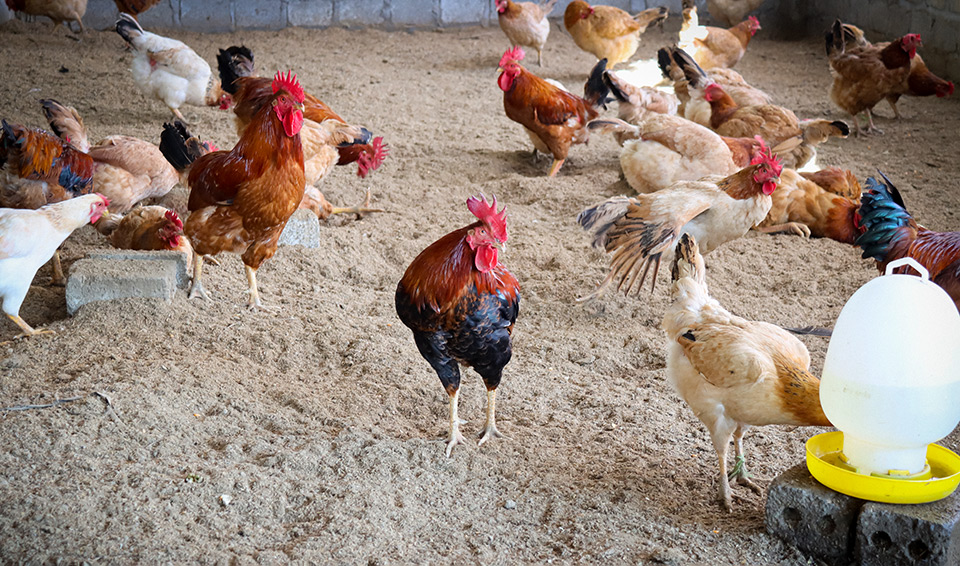 Nhung’s chickens stay disease-free with the use of the “biological pad”. Photo: UN Women/Thao Hoang