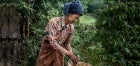 A Burmese migrant works on a cassava plantation in Mae Sot, Tak province. 