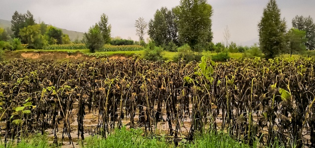 A field of sunflowers planted by a women-led agricultural cooperative in Qiaotu village, Minhe county, Qinghai province of China, is shown after being damaged by sudden rain and floods. This photo was taken on 4 September, 2018. Photo: UN Women/Wang Qing