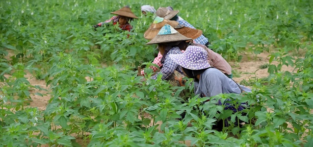 Women farmers in Magway Region. Photo: FAO