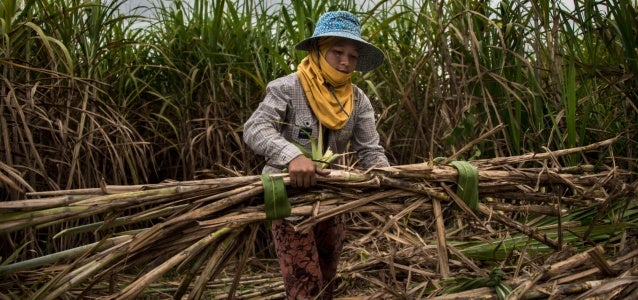 A Myanmar migrant worker harvests sugar cane, in Mae Sot, Tak province. 